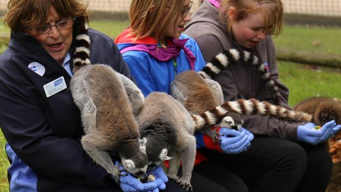 Guide leader with lemur eating out of her hand